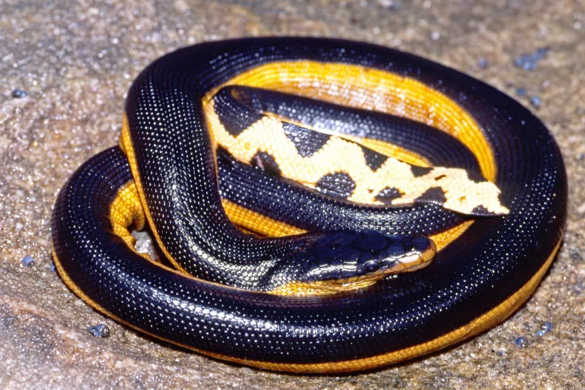 8 Serpientes Negras Con Vientre Amarillo (fotos)