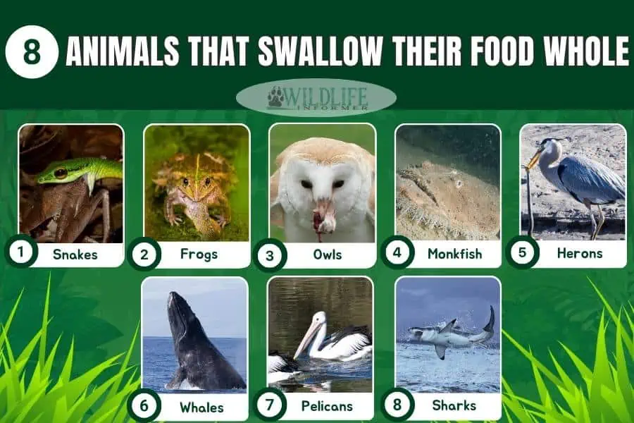 animales que se tragan su comida collage de fotos entero