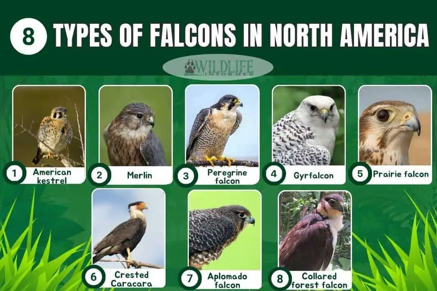 Tipos de collage de fotos de halcones en América del Norte.