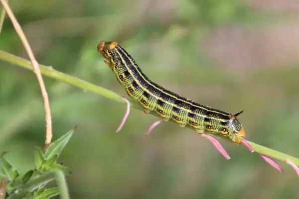 oruga esfinge de líneas blancas