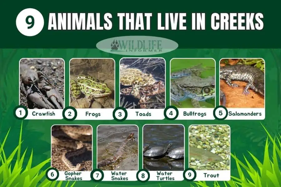 Collage de fotos de animales que viven en arroyos.