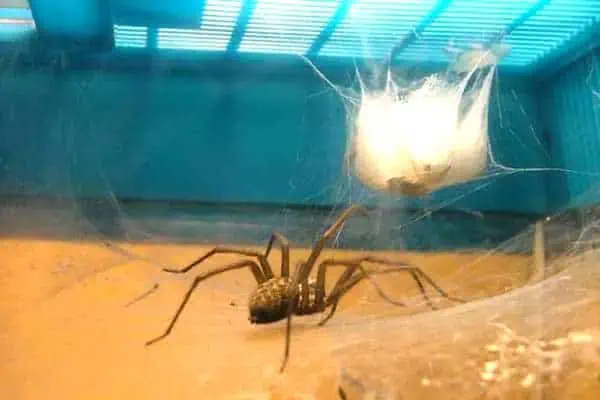 Araña doméstica gigante