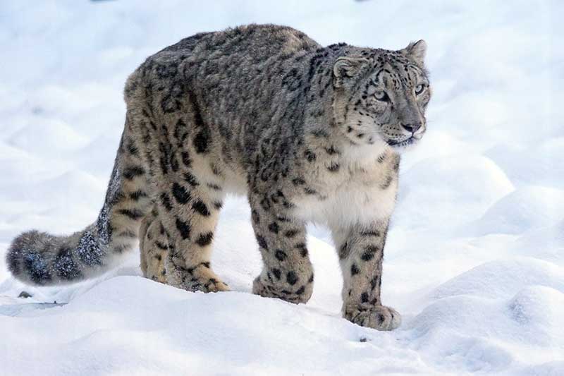 Leopardo de las nieves caminando