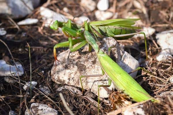 Dos mantis religiosas peleando