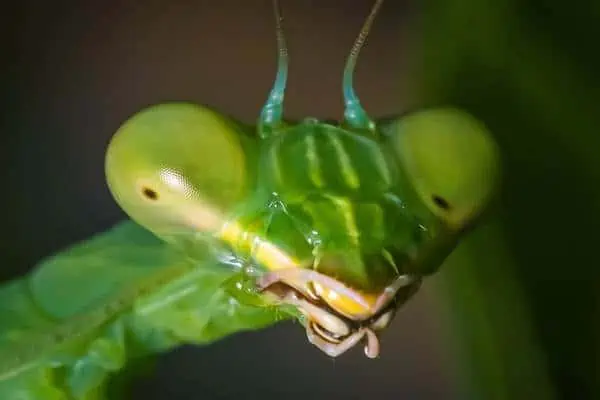 Primer plano de mantis religiosa