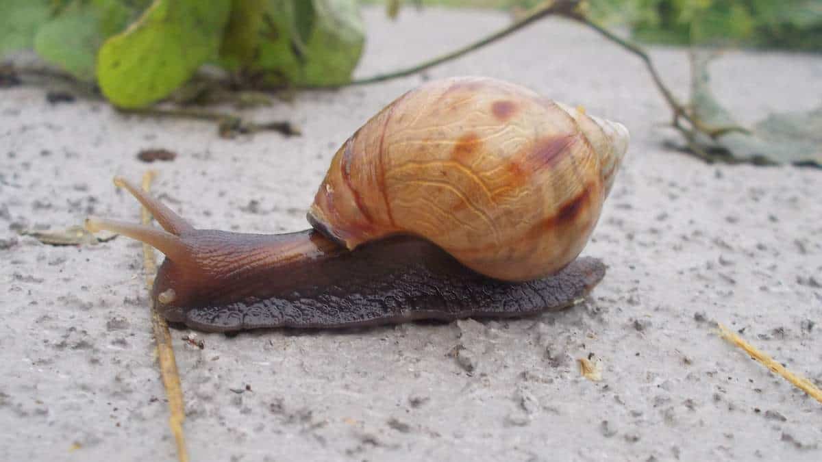 9 De Los Caracoles Más Grandes De La Tierra (imágenes)