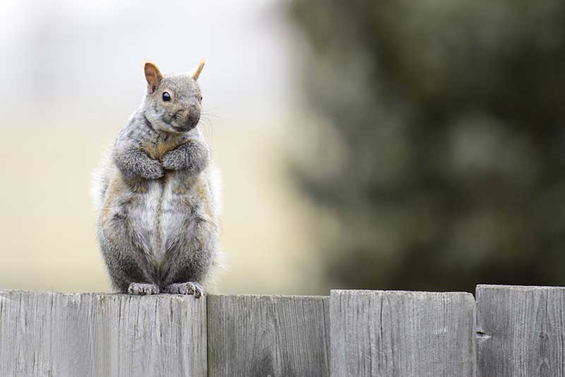 9 Ejemplos De Animales Como Las Ardillas (imágenes)