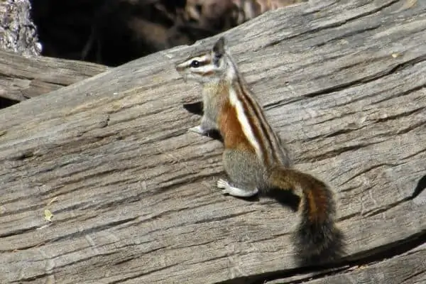 Ardilla Lodgepole en el tronco