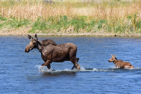 hembra adulta de alce y cría de alce caminando en un río