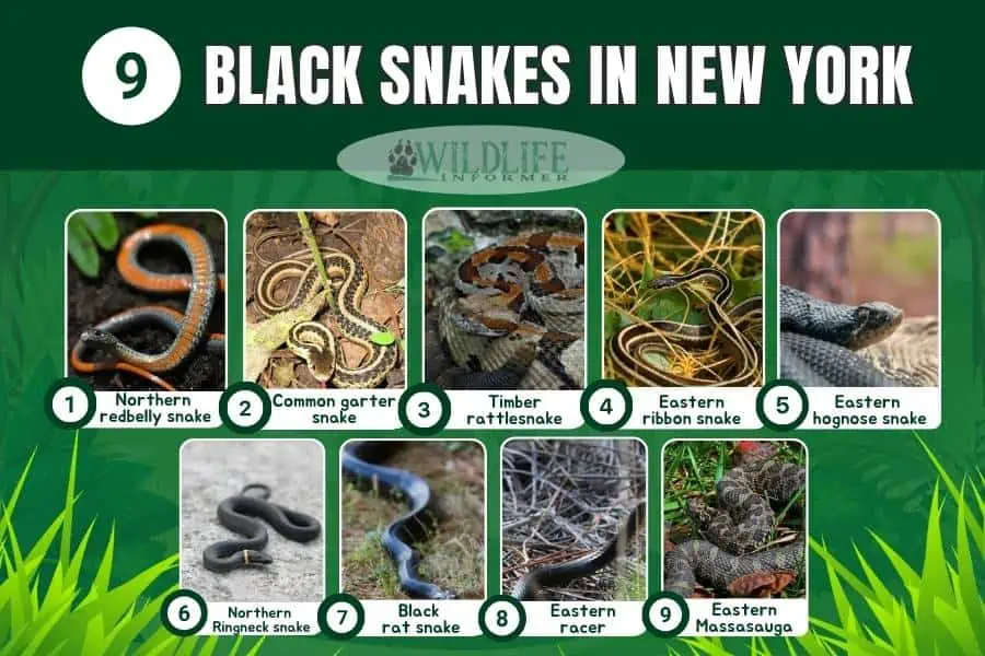 Collage de fotos de serpientes negras en Nueva York