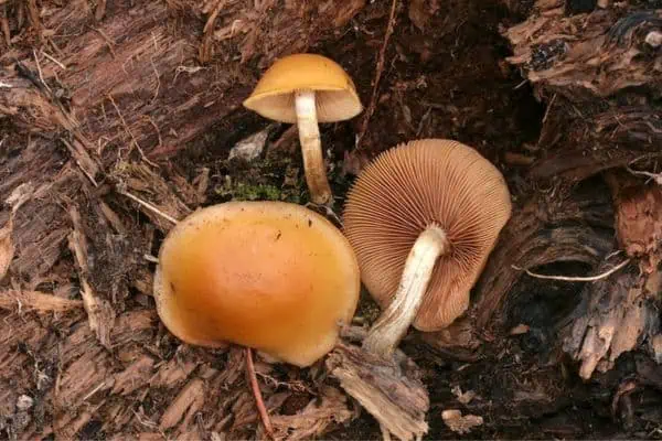 Casquillo de otoño