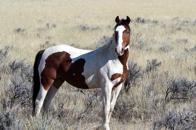 9 Lugares Para Ver Caballos Salvajes en Ee. Uu.