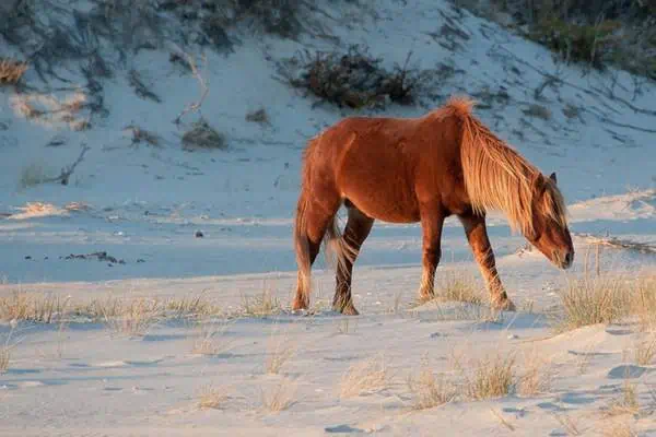 Pastoreo de ponis de Assateague