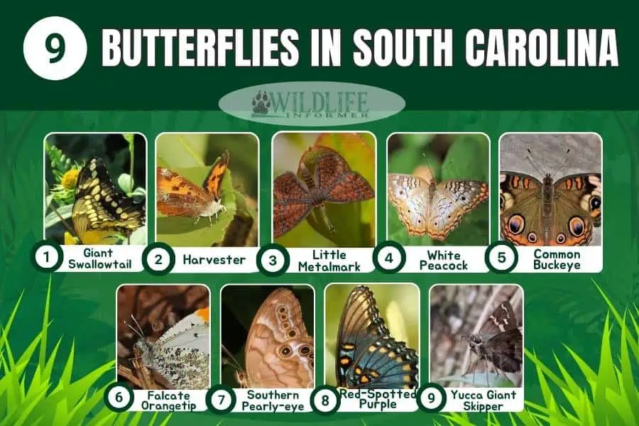 Collage de fotos de mariposas en Carolina del Sur.