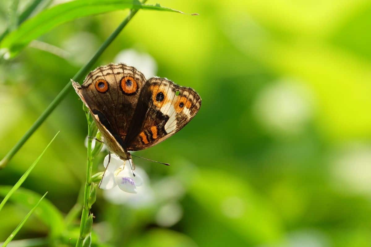 9 Mariposas Comunes en Colorado (fotos)