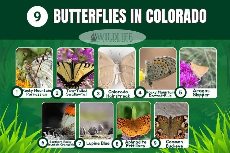 Collage de fotos de mariposas en Colorado.