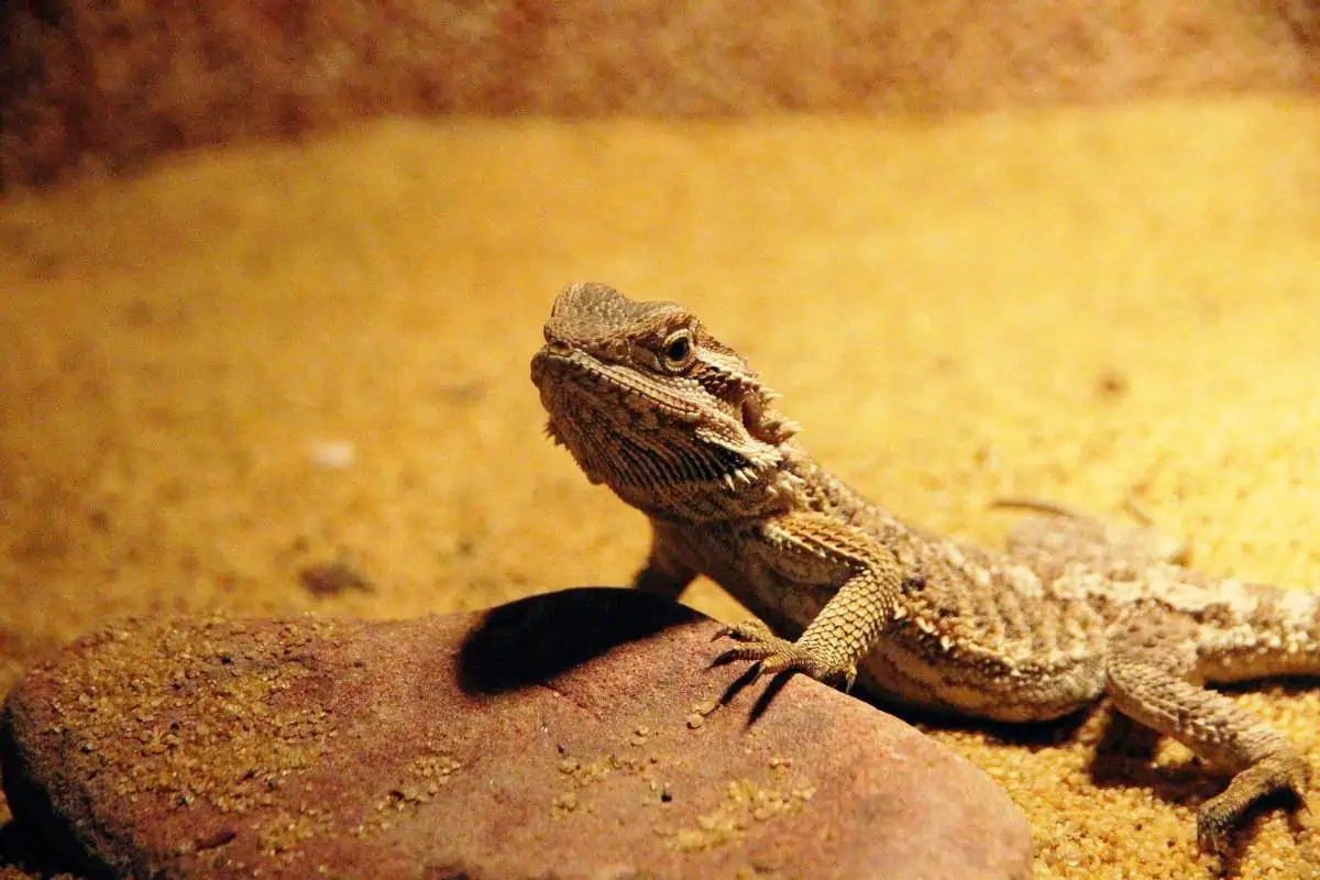 Dragón barbudo central en terrario
