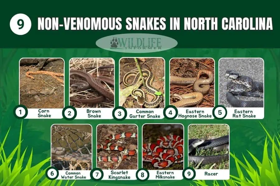 Collage de fotos de serpientes no venenosas en Carolina del Norte