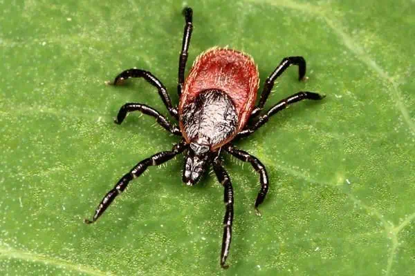 Garrapata de patas negras occidental en una hoja