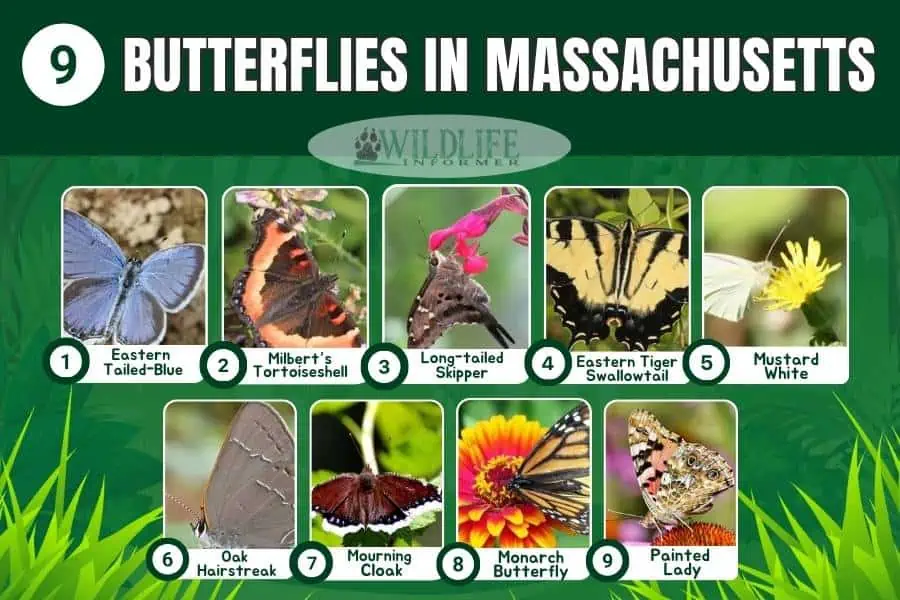 Collage de fotos de mariposas en Massachusetts