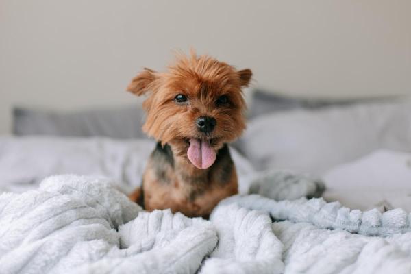 A mi perro le encanta jugar en la cama - Recuperando su olor después del baño