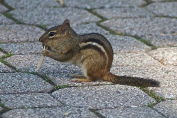 Menos Ardilla comiendo pasto seco