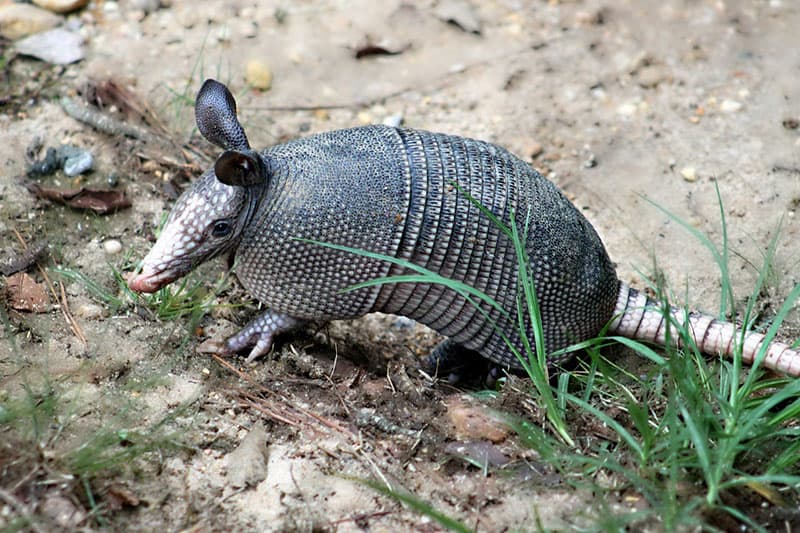 Armadillos en Tennessee (hechos, Información E Imágenes)