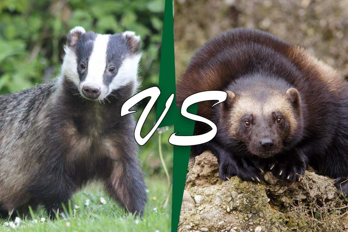 Badger vs Wolverine (8 Diferencias)