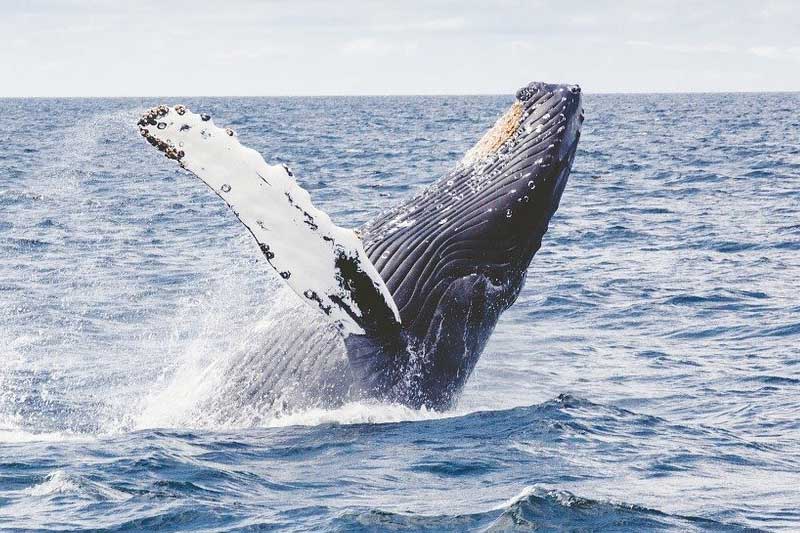 Ballenas en Maine: 4 Especies Comunes Para Buscar