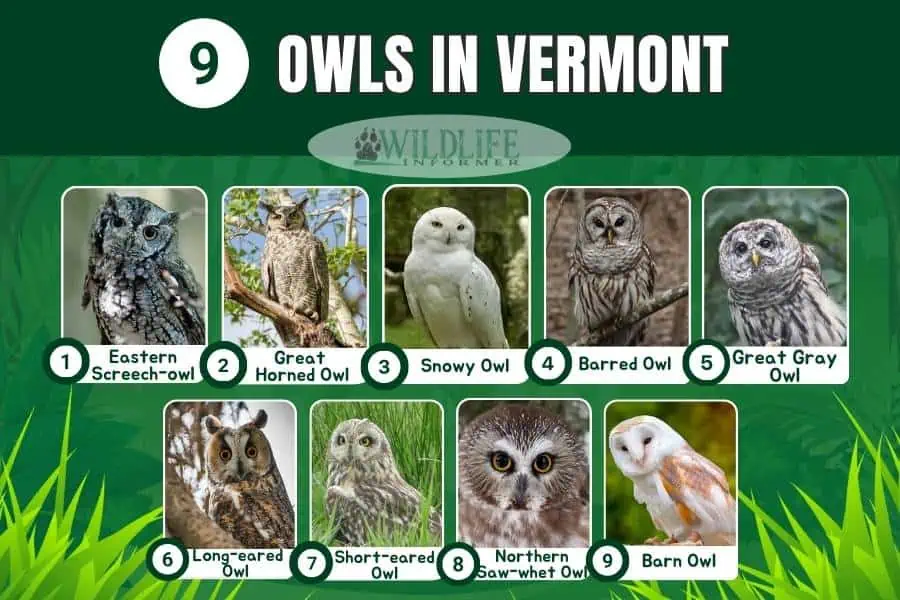 Collage de fotos de búhos en Vermont