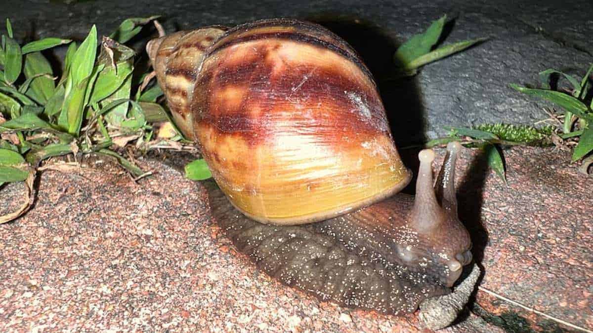 Caracoles Gigantes en Florida Caracoles Gigantes en Florida (¡erradicados Dos Veces!)