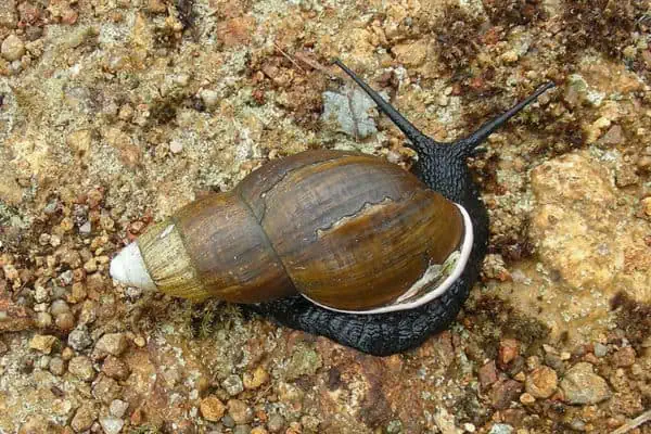 Caracol terrestre gigante africano