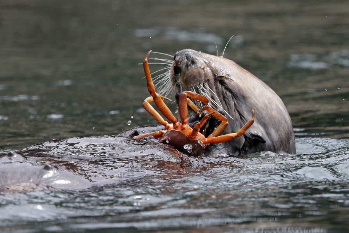 Nutria marina disfrutando de un cangrejo