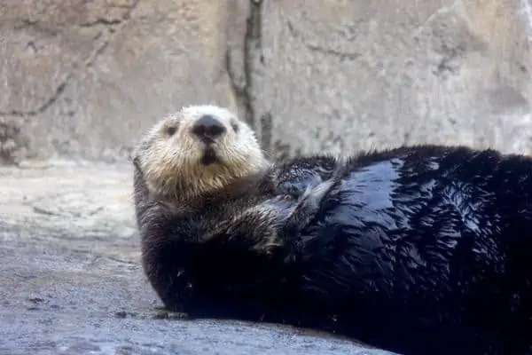 Nutria de mar en la roca