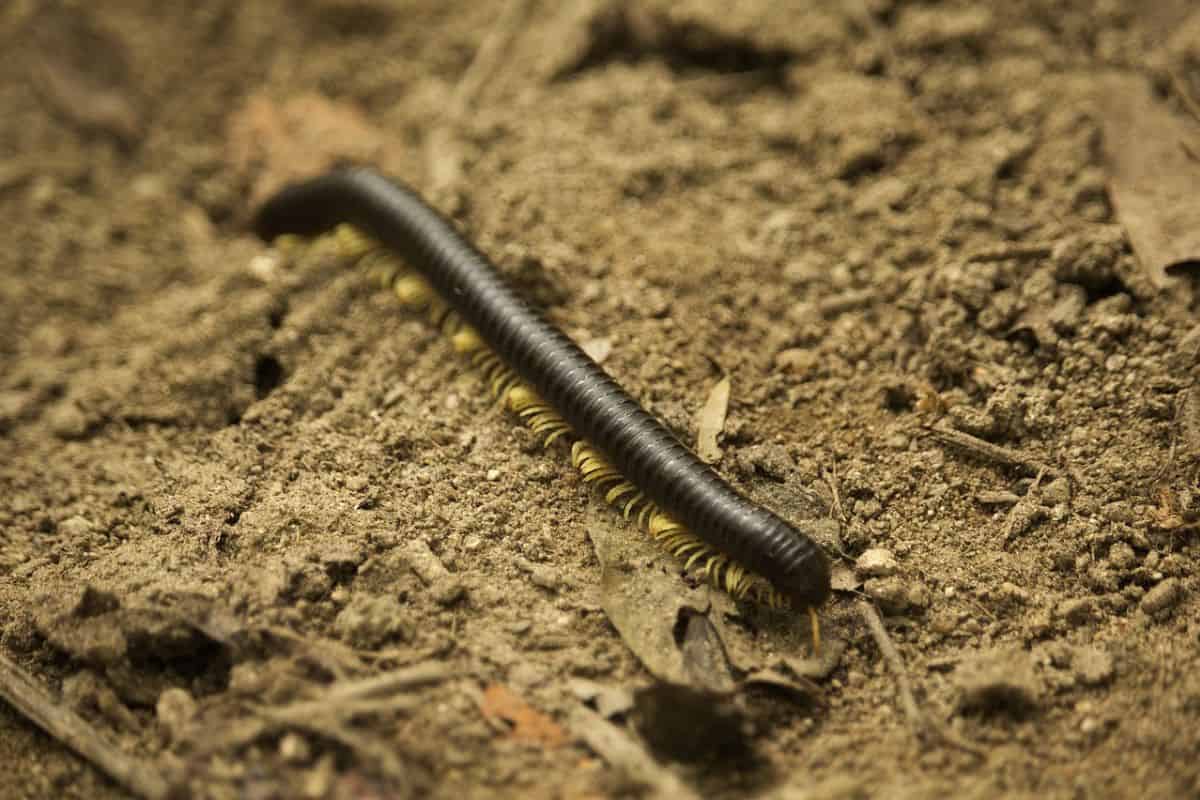 Milpiés en la tierra