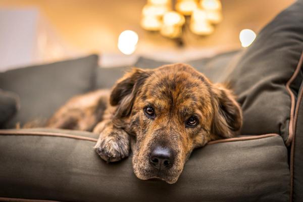 Cómo animar a un perro triste - Cómo animar a un perro adulto o mayor triste