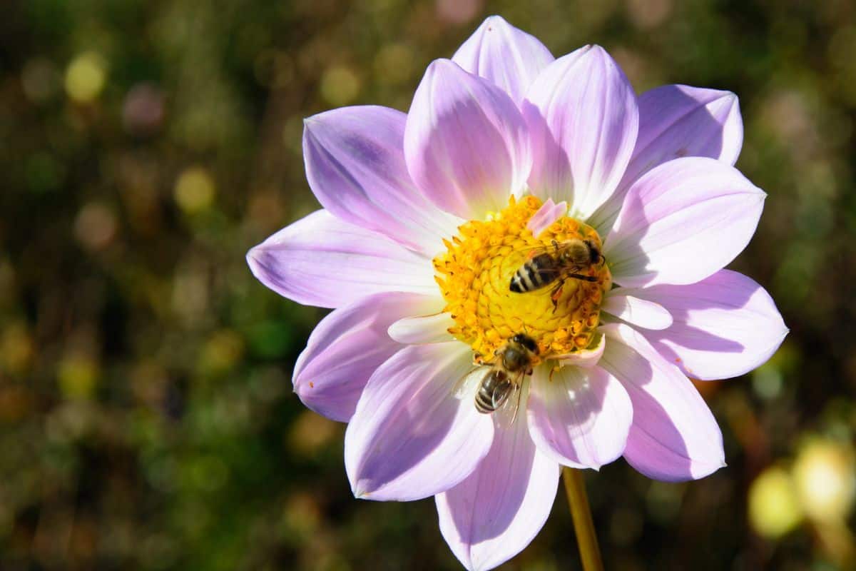 Cómo Atraer Abejas a Su Huerto (¡5 Consejos!)