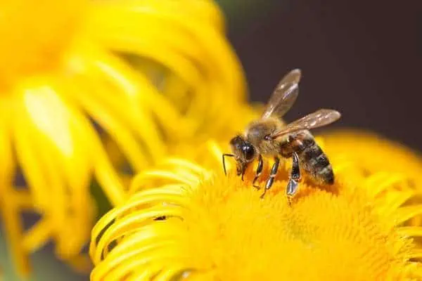 Abeja sobre una flor amarilla