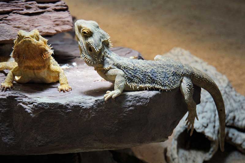 Cómo Cuidar a Un Dragón Barbudo Por La Noche: ¡6 Consejos útiles! Cómo Cuidar a Un Dragón Barbudo Por La Noche: ¡6