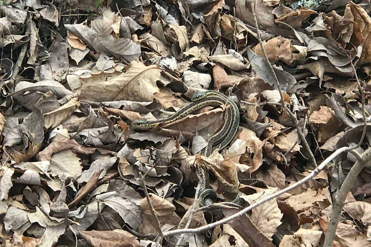 serpiente de liga en hojas