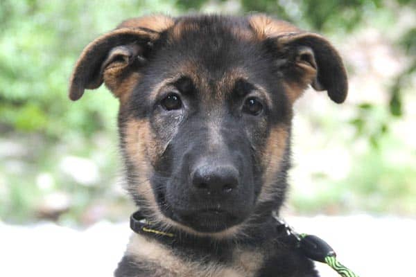 Cómo Enseñarle a Ir Al Baño a Un Cachorro De