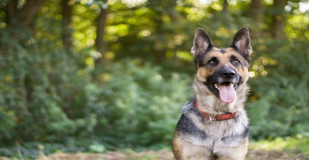 Cómo tu perro pastor alemán puede contraer gusanos 