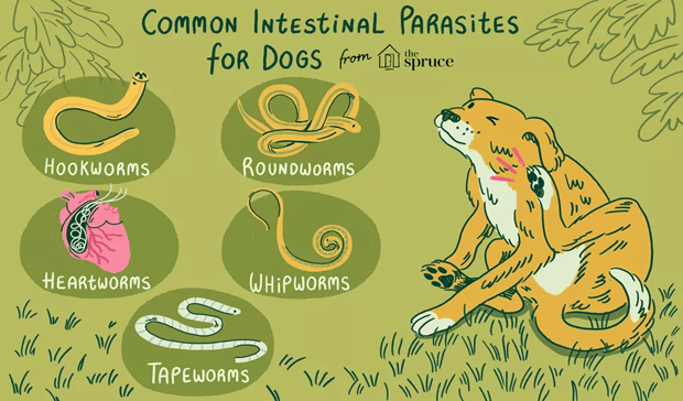 parásitos intestinales comunes para perros