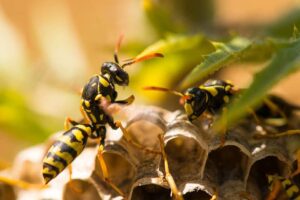 Cómo Mantener a Las Avispas Alejadas De Tu Casa (4