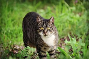 Cómo Mantener a Los Gatos Fuera De Su Jardín (5