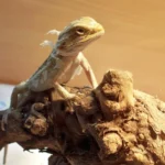 Cómo Quitar Un Tapón De Nariz De Dragón Barbudo Dragón barbudo derramando