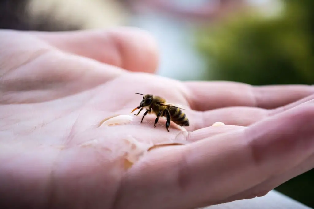 revivir una abeja con agua azucarada
