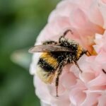 Cómo Saber Si Una Abeja Está Muriendo O Cansada Cómo Saber Si Una Abeja Está Muriendo O Cansada
