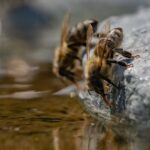 Cómo Salvar a Una Abeja Mojada De Ahogarse Una abeja bebiendo precariamente cerca del agua.