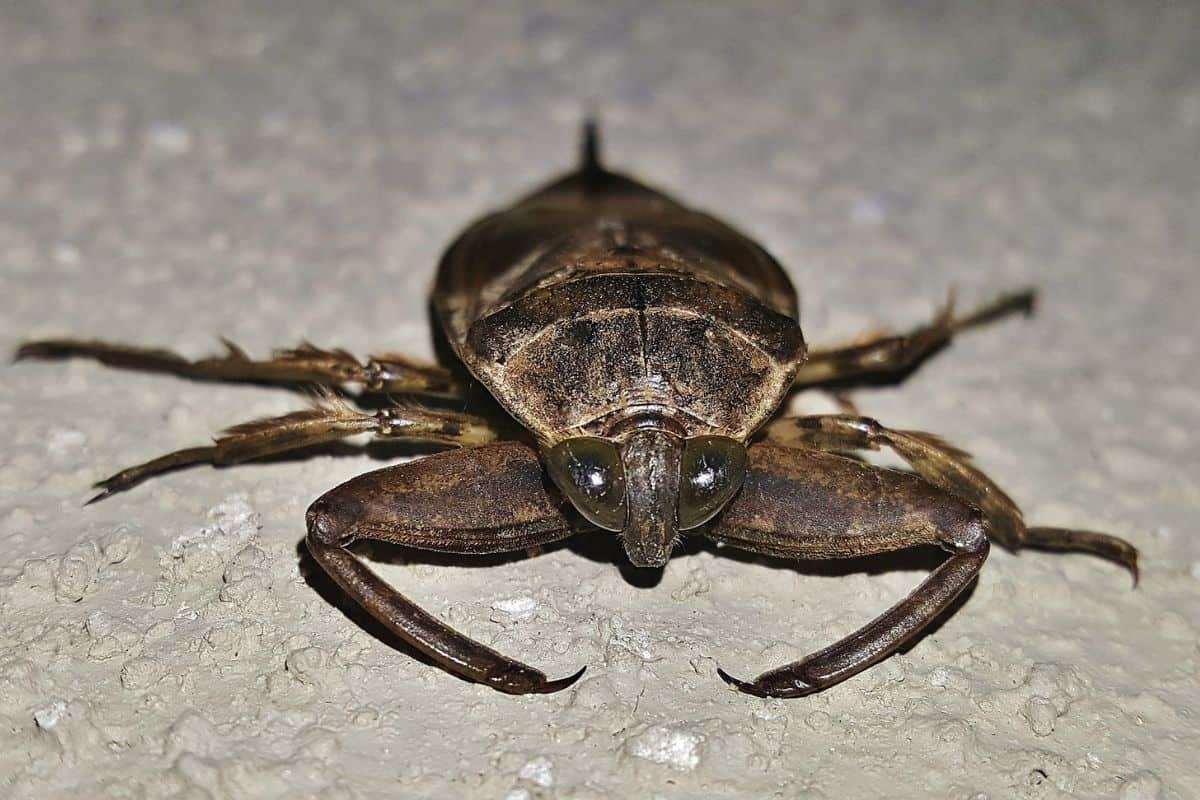 Datos E Información Sobre Los Insectos Acuáticos en Texas